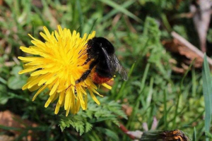 Która prędkość flace bumblebee?